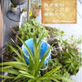【記録】帰省中の植物のこと