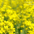 菜の花とエビのパスタ