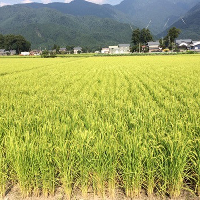 福井にいます。