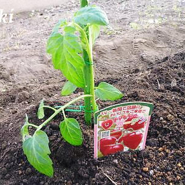 家庭菜園と免許証と引っ越して思ったこと。