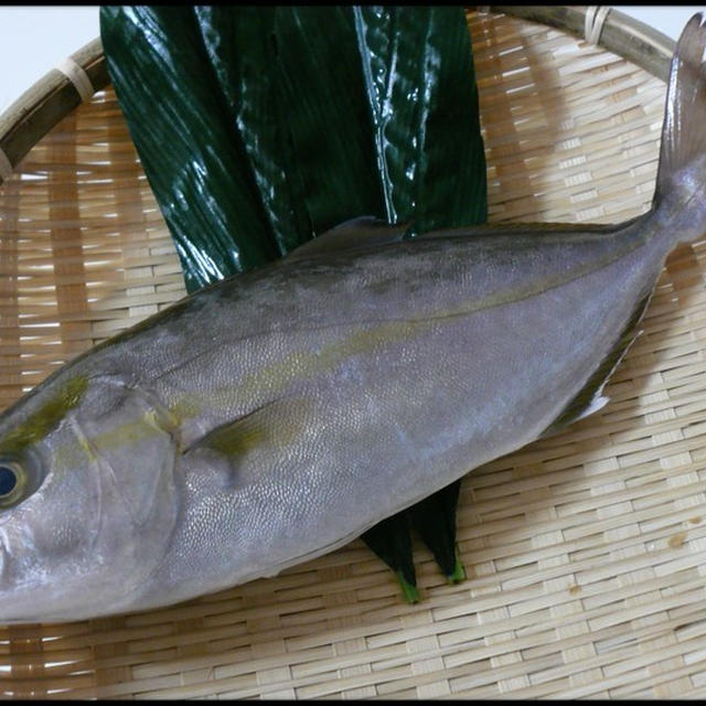 今日の魚　ショッコ