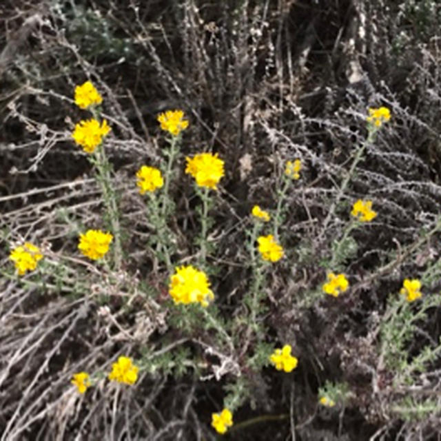 キャニオンに咲く花々