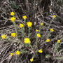 キャニオンに咲く花々