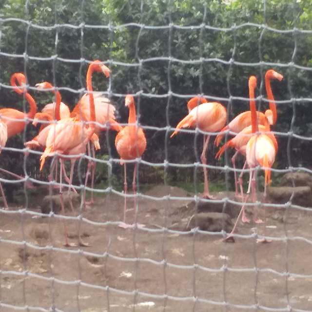 上野動物園フラミンゴとペンギン