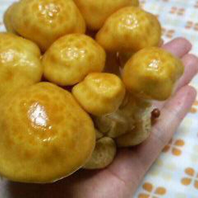 オッキーなめこ