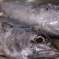 ソウダカツオの中華風炒め