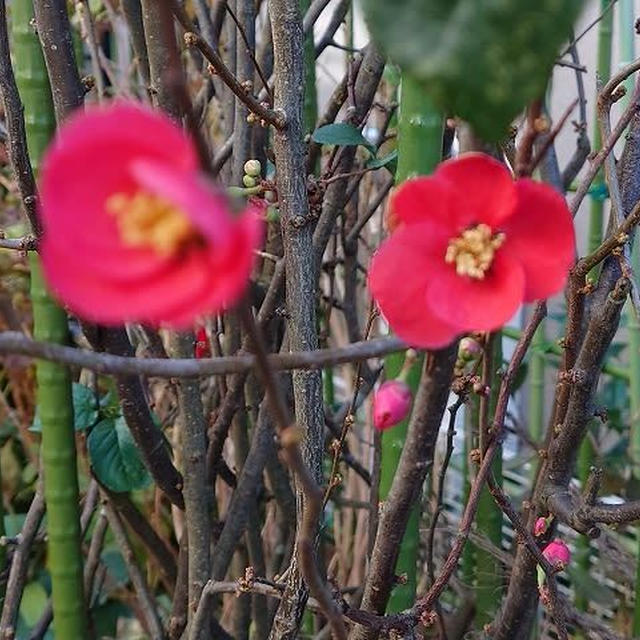 木瓜の花のピントがぼけた