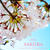 桜　2016
