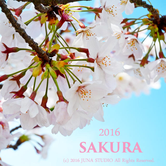 桜　2016