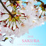 桜　2016