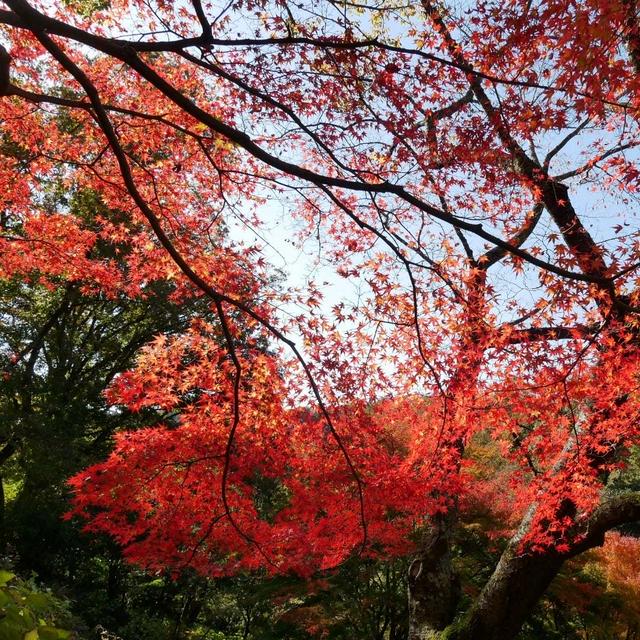 神戸市立森林植物園②紅葉#最近撮った写真は