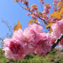 鎌倉駅から鶴岡八幡宮へ　段葛と八重桜