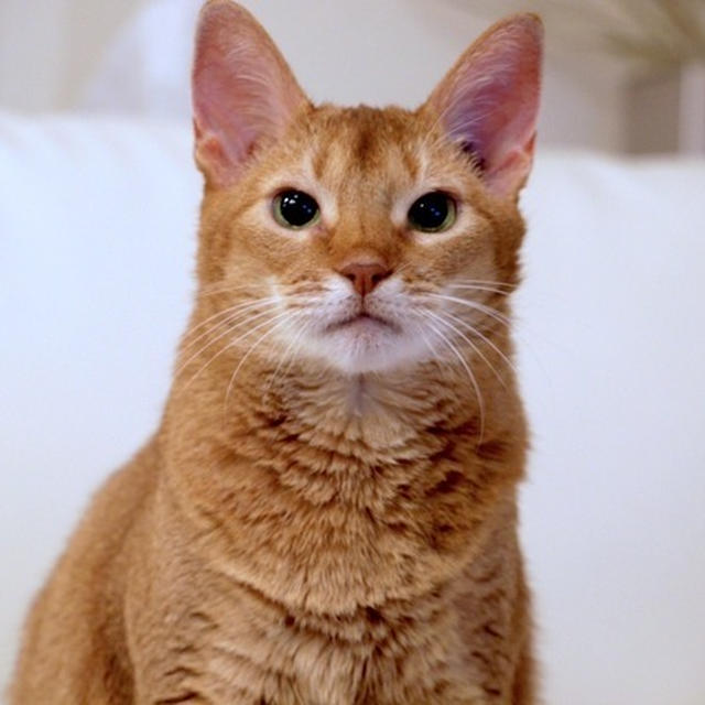 ひなちゃん、6回目の命日