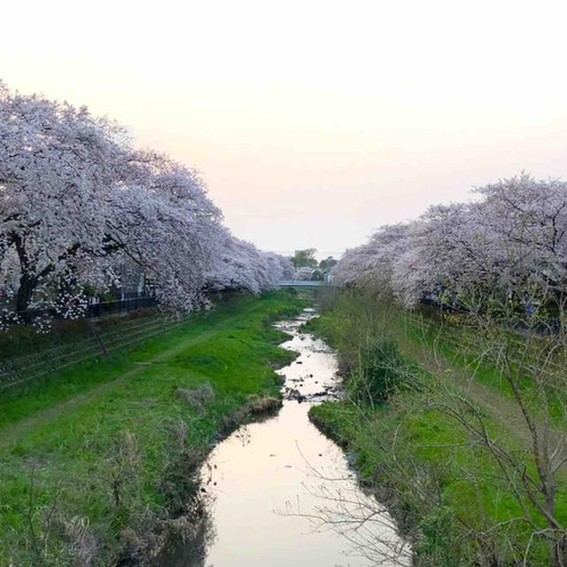 【 今年の野川の桜 】