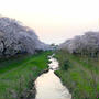 【 今年の野川の桜 】