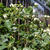 rose "Sombreuil"