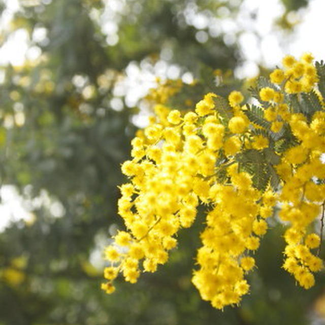 mimoza caf'e　week。。。