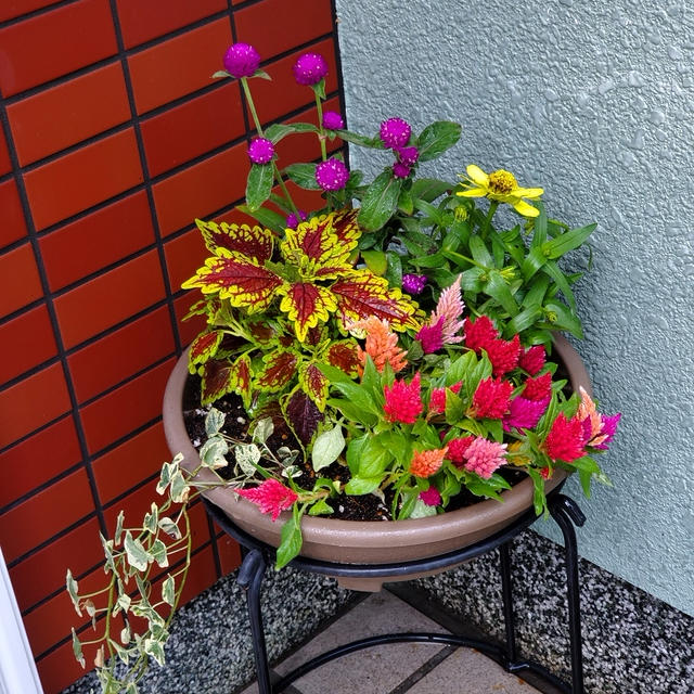 花苗を植えました＆遅い時間の晩ごはん‥