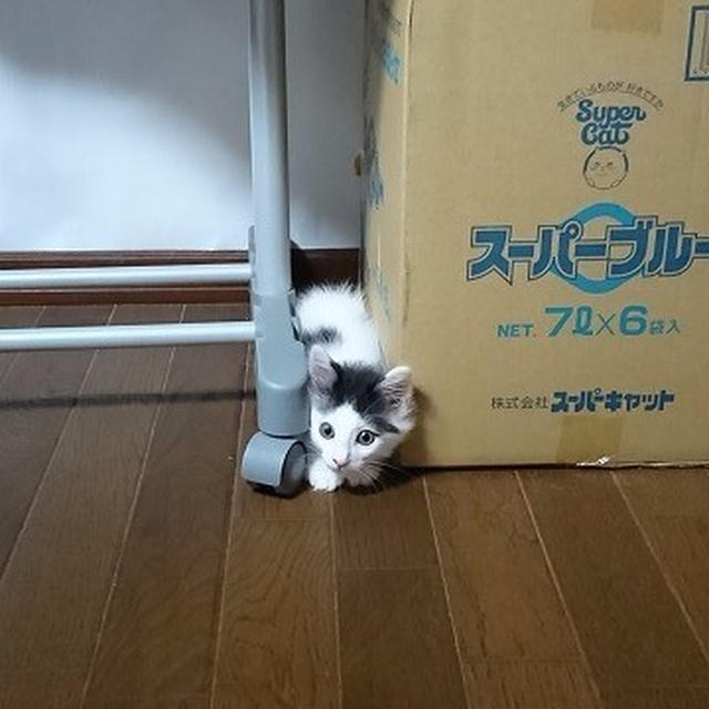 【小梅・さくら・桃之介通信】隙間にジャストフィット！