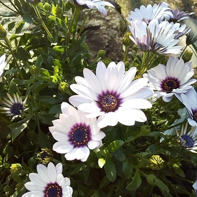 最近の庭の花いろいろ