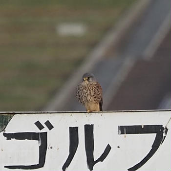 ２０２４年１２月上旬の河川敷探鳥