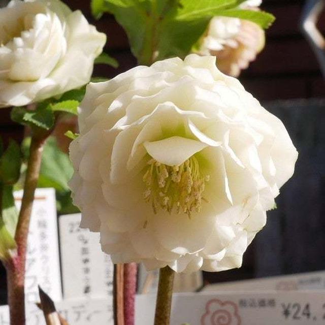 クリスマスローズとお年玉プレゼント#最近撮った写真は