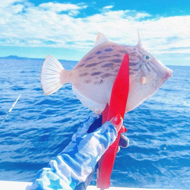 カワハギの釣り飯