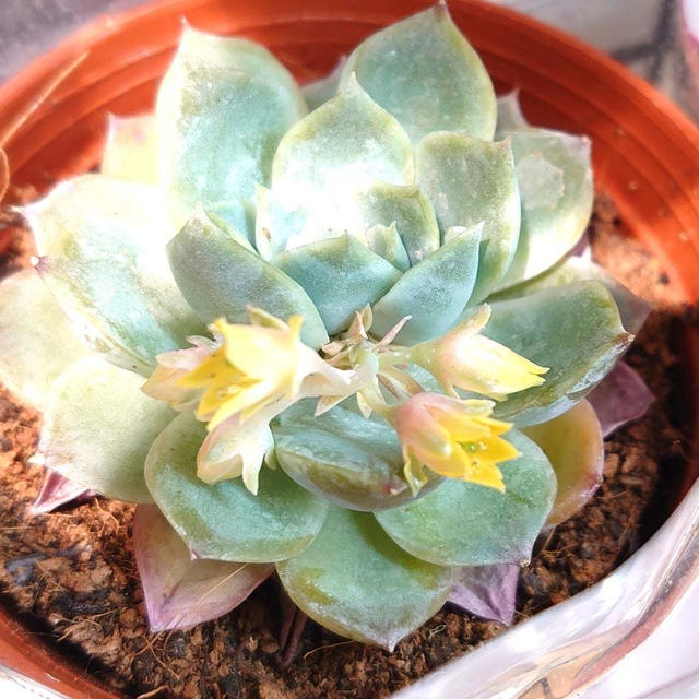 初めて見た花♪