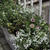 Small gardenでは　　２０１７.5.