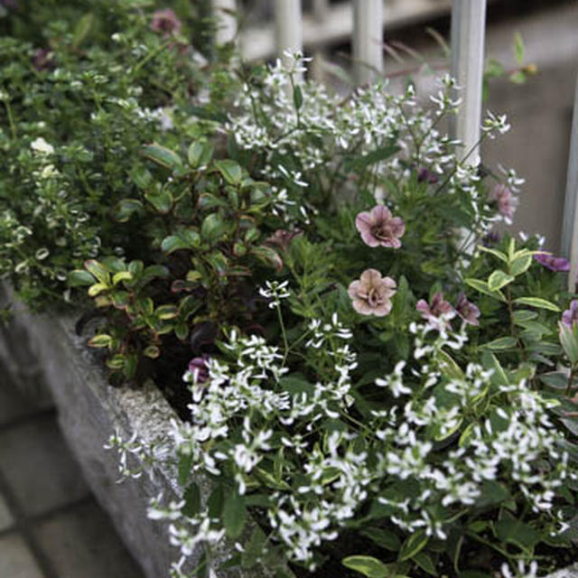 Small gardenでは　　２０１７.5.