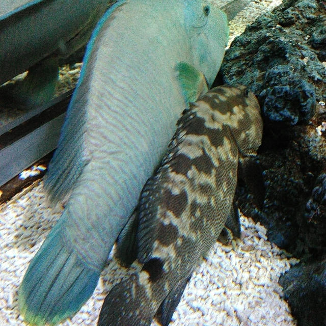 すみだ水族館「江戸ワンダーリウム」に入ったよ2～日光江戸村・特派員の続編企画