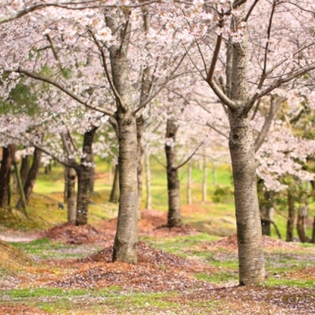 写真 けいはんな記念公園の桜 By けんしさん レシピブログ 料理ブログのレシピ満載