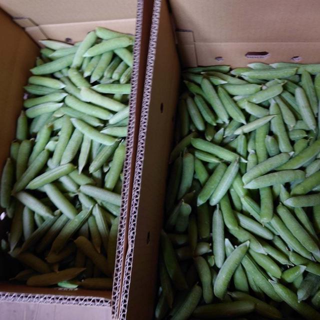 実えんどう南海緑の出荷作業