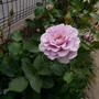 薔薇リベルラ2023、最近撮った写真#ameba写真部