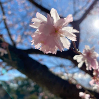 桜