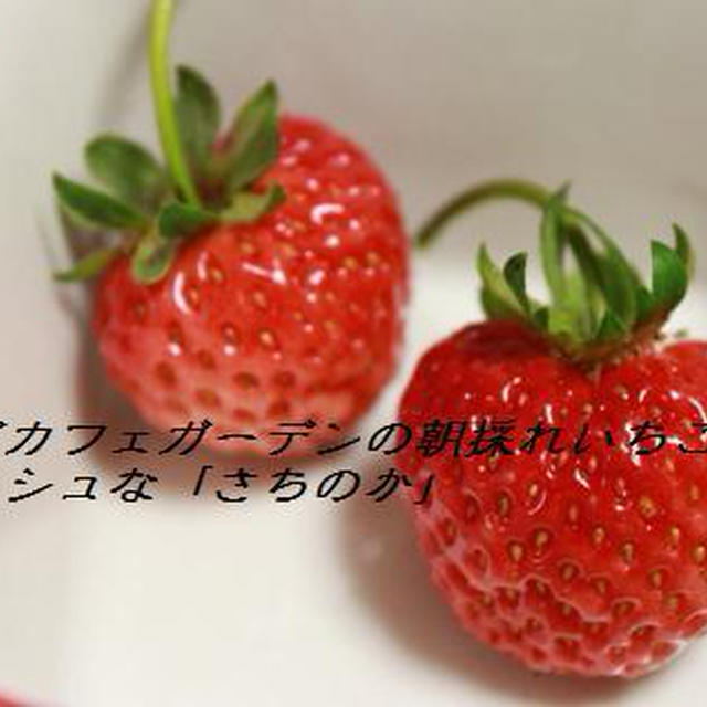 収穫できたベランダの「さちのか」、そして果物習慣