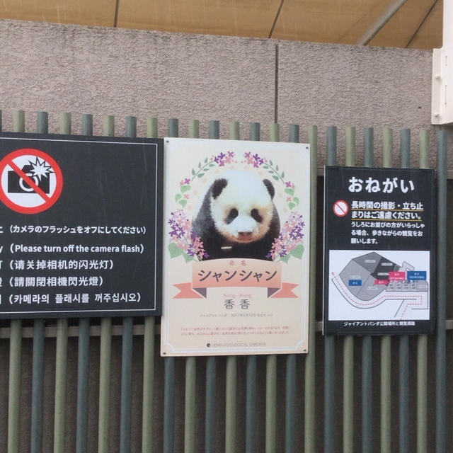 [赤ちゃんパンダ☆シャンシャン]親離れ、もうすぐ……上野動物園