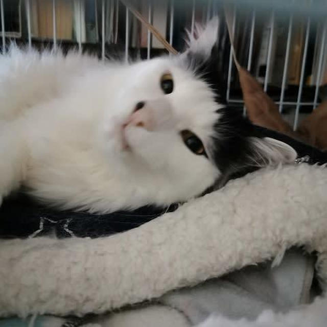 猫も今日は暑かったらしい