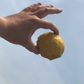 広島県三原市の柑橘類でジャムを作りました。簡単なレモンの絞り方とレシピと作り方。