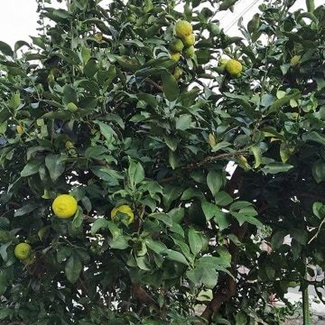 収穫時期は植物が教えてくれる？