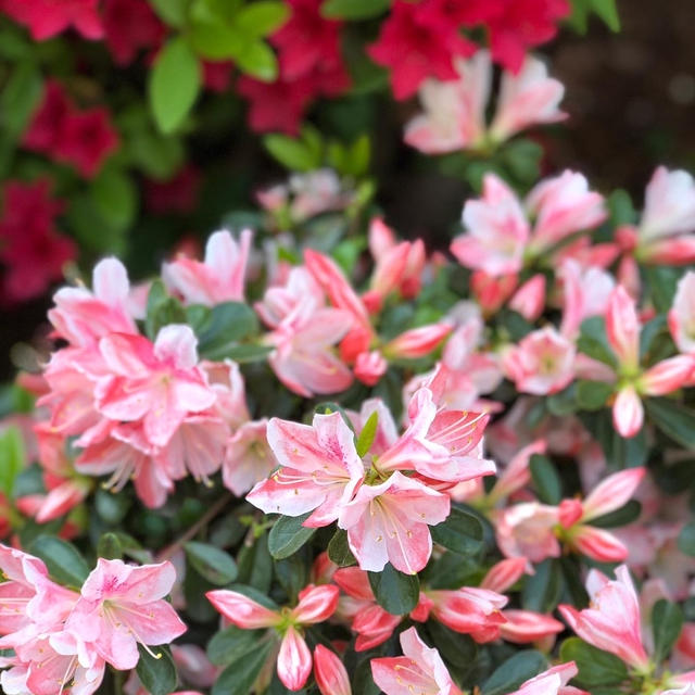 根津神社のつつじお花見