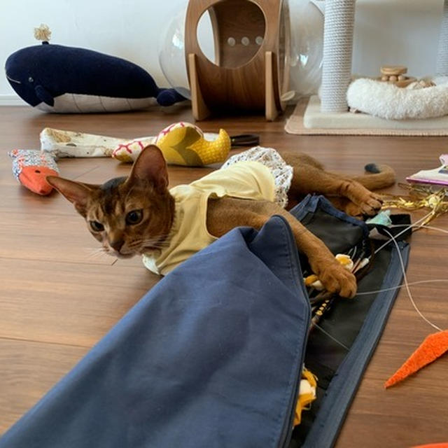 猫たちのおもちゃの整理　難航