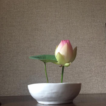 fleur de lotus 蓮の花