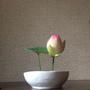 fleur de lotus 蓮の花