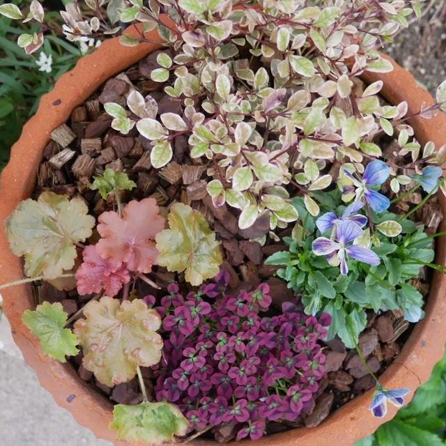 rokaさんのビオラの寄せ植え