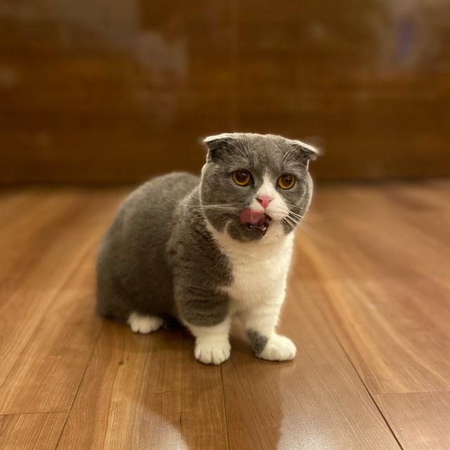 短足マンチカン、いくらDAY