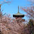 桜散歩〜池上本門寺