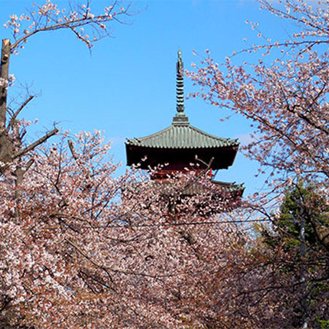 桜散歩〜池上本門寺