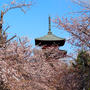 桜散歩〜池上本門寺