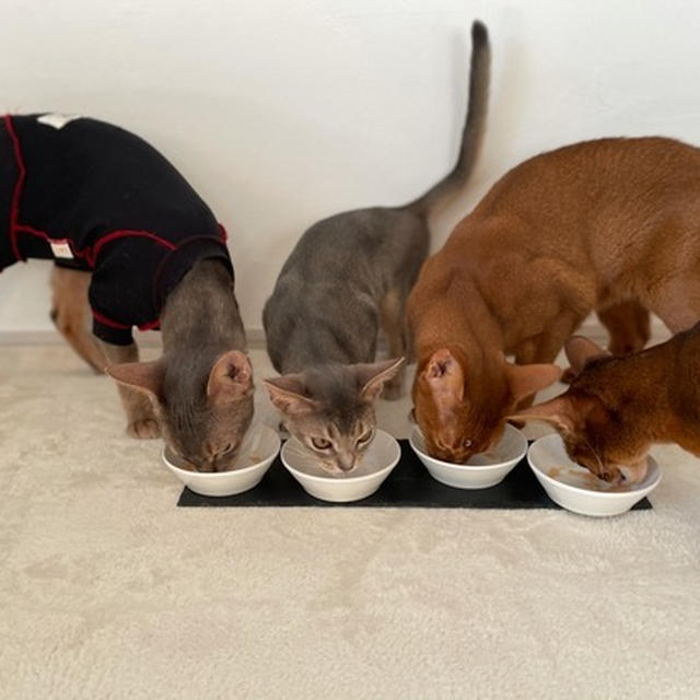 「ねこの日」スペシャルおやつ♪
